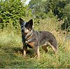 Australian Cattle Dog