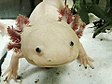 Un axolotl en captivité (2014).