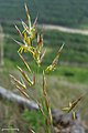 Bromus pumpellianus