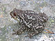 Bufo spinosus