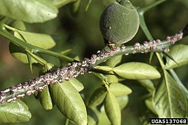 Японская восковая ложнощитовка (Ceroplastes japonicus)