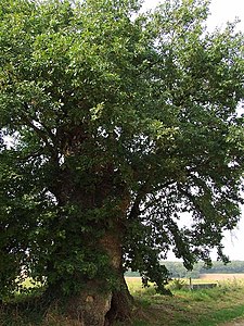 Vue générale de l'arbre.