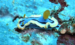 Chromodoris annae, vrata Lembeh, Indonesia