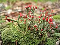 Cladonia cristatella