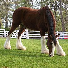 Grand cheval de trait marron avec du blanc sur la tête et les membres, proprement toiletté, en train de brouter.