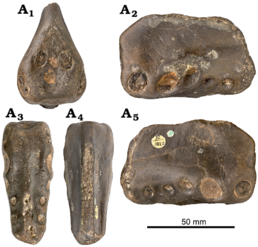 Голотипний фрагмент щелепи C. clavirostris у кількох ракурсах