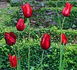 6 tulipes rouges sur fond de nature