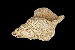 A 10,000- to 17,000-year-old shell trumpet made by stone-age peoples