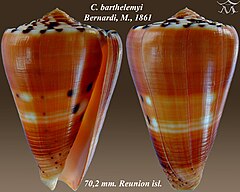 Description de l'image Conus barthelemyi 1.jpg.