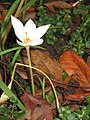 Crocus pulchellus 'Albus'