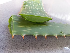 Cut leaf