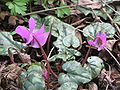 Cyclamen pseudibericum