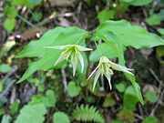 Disporum smilacinum チゴユリ