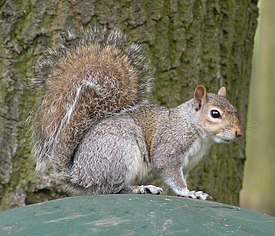 Harmaaorava (Sciurus carolinensis)