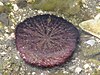 An eccentric sand dollar