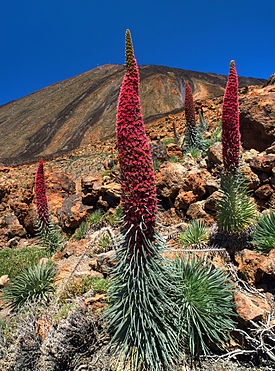 Синяк Вильдпрета (Echium wildpretii) на Тенерифе