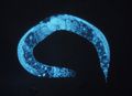 C.elegans, organismo modello ampiamente utilizzato in studi sullo sviluppo e l'invecchiamento.