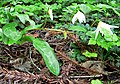 Erythronium helenae