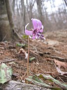 花弁の状態