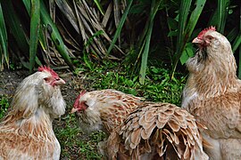 Poules faverolles.