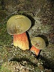 Boletus luridus