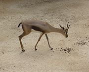 Gazella spekei