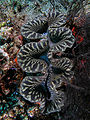 Giant clam with patterns on mantle