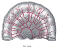 Loop of small intestine showing distribution of intestinal arteries