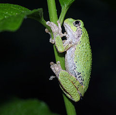 Description de l'image Gray tree frog.jpg.