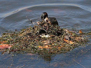 Nid flottant de Grèbe australasien (Tachybaptus novaehollandiae).