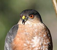 Close-up image showing the top half front of a sharp-shinned hawk