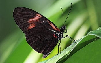 Postman butterfly