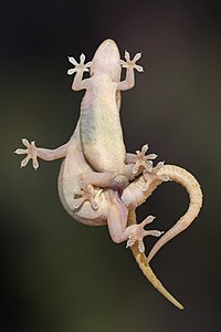 Common house geckos mating, by Basile Morin