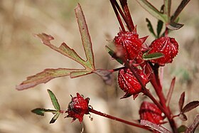 Frutos de H. sabdariffa