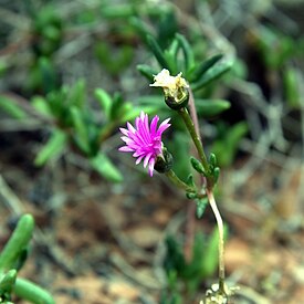 Hallianthus planus