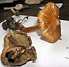 Two Inocybe godeyi mushrooms