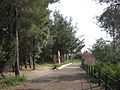 the Connecting Path to Yad Vashem