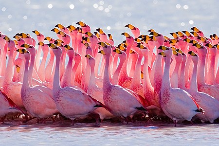 James's flamingos, by Pedros Szekely