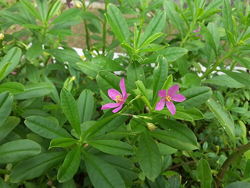 Talinum fruticosum flores e folhas