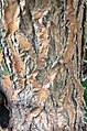 Mature (shrub) bark, clad completely in corky tissue with reticulate pattern. Base of main trunk of mature specimen Royal Botanic Garden Edinburgh.