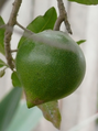 Lucuma bifera