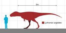 Diagram of a left-facing tyrannosaur, in a red silhouette, compared to a human in blue on its left