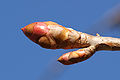 Image 53Dormant Magnolia bud (from Tree)
