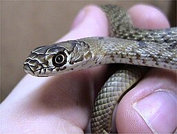 Juvenile western coachwhip (Masticophis flagellum testaceus).