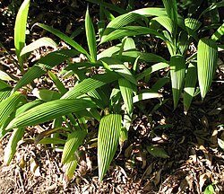 Molineria capitulata.