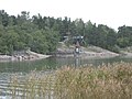 Moomin World in Naantali. Common reed in brackish water (Baltic Sea). Kailo island.