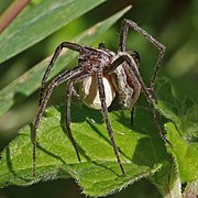 Nursery web spider (Pisaura mirabilis) 2