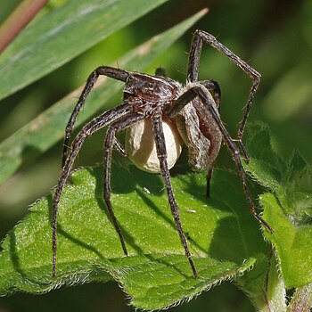 Pisaura mirabilis