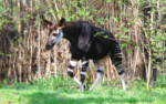 A zoo specimen of okapi