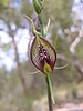 Maroon flowered orchid